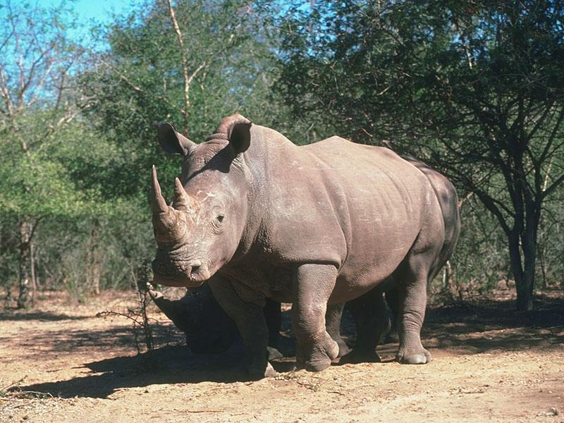 rhinocerosD.jpg