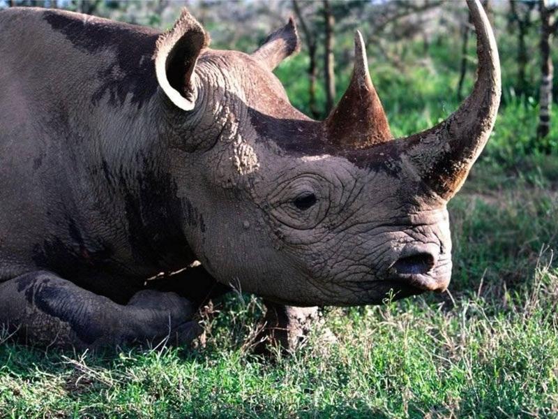 rhinoceros_002.jpg