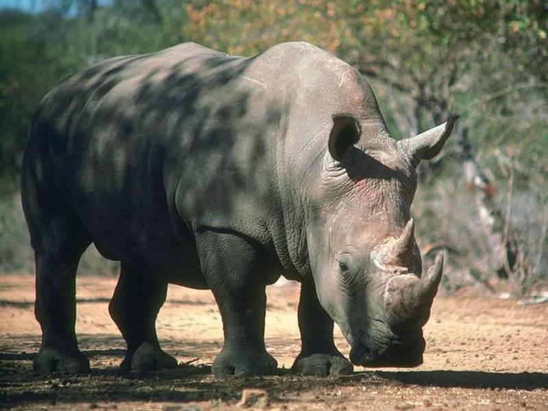 rhinoceros_004.jpg