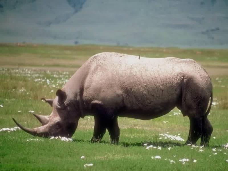 rhinoceros_006.jpg