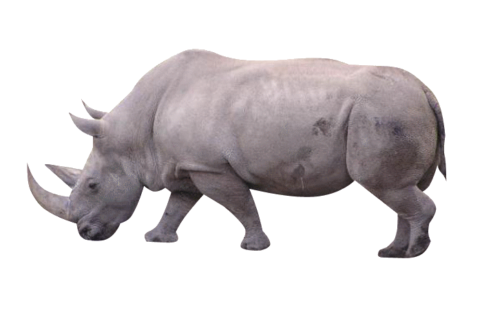 rinoceros-rhino-rhinoceross-rhinoceros-180410.gif