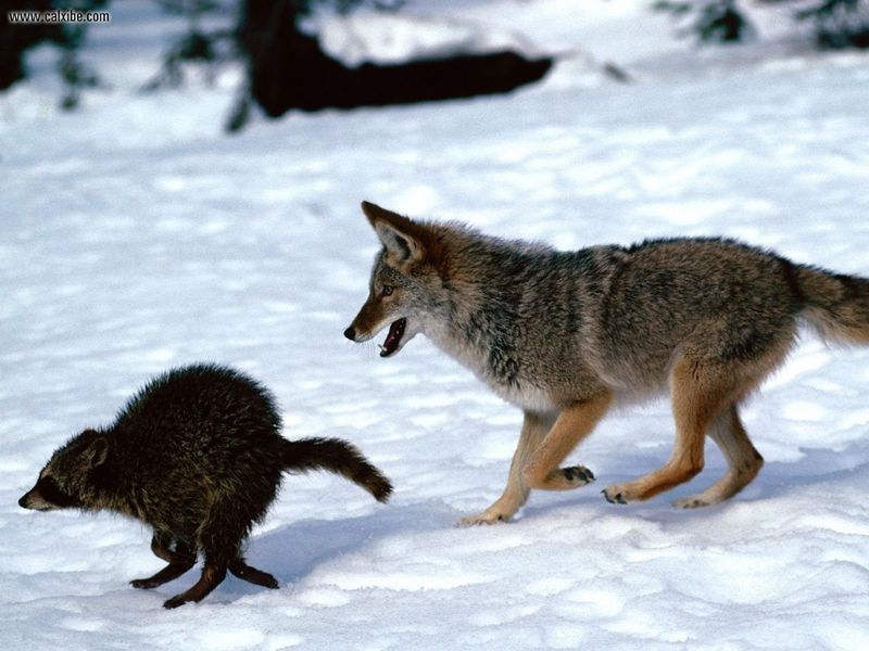 running_scared_coyote_and_raccoon_1440x1080.jpg