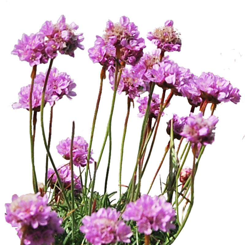 sea_thrift_png___by_alzstock-d5rgi5j.png