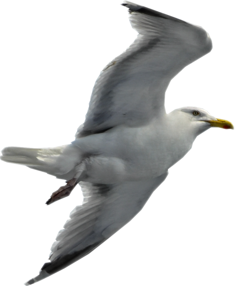 seagull_by_ravenslane-d5u02nf.png