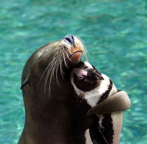 seal-penguin-bff.jpg