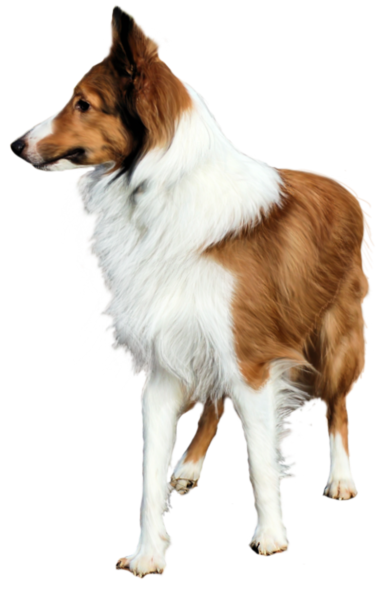 sheltie_precut_by_withouttime-d577mz7.png