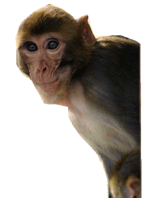 singe-25445549065906906601.gif