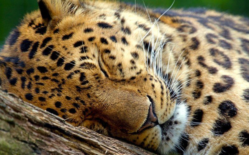 sleeping_leopard-wide.jpg