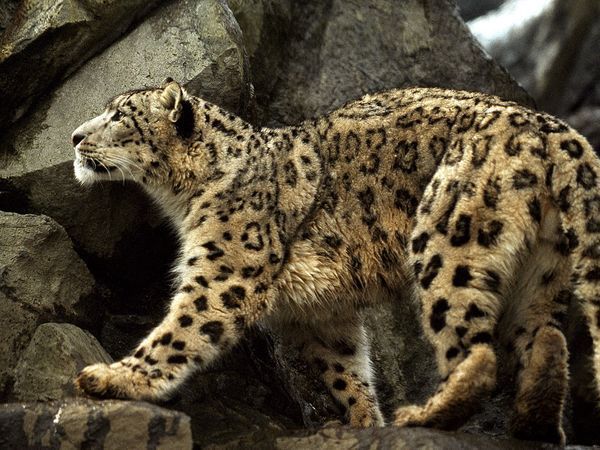 snow-leopard_712_600x450.jpg