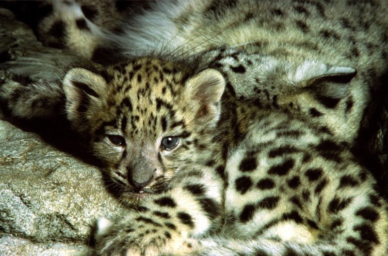 snow_leopard_kitten.jpg