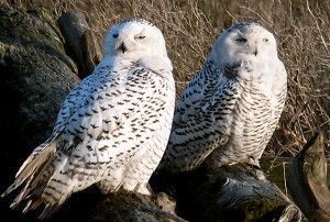 snowy-owl-300x202.jpg