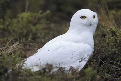 snowy-owl3.jpg