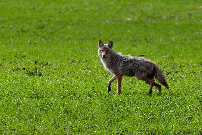 springbank-coyote-c2a9-2011-christopher-martin-4105.jpg