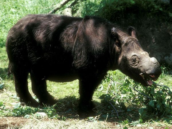 sumatran-rhino_727_600x450.jpg