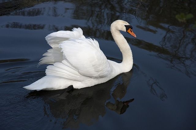 swan-313796_640.jpg