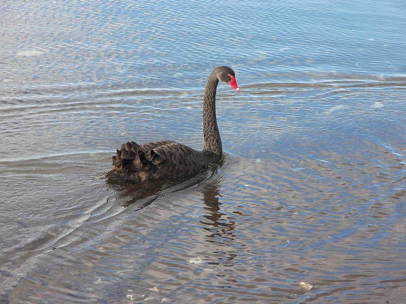 swan-black-bird.jpg