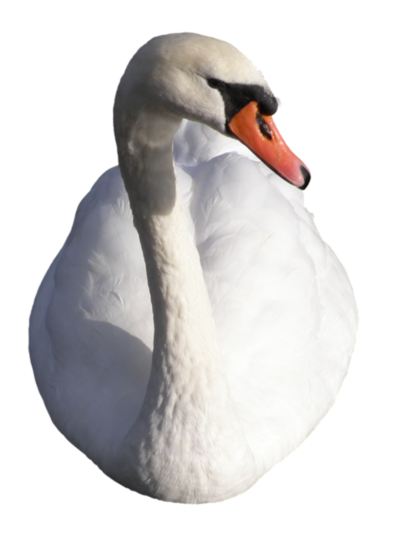 swan33.png