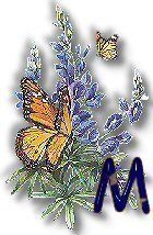 texasbluebonnets-25.jpg