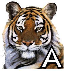 tigre-4320200-1.jpg