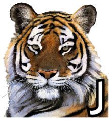 tigre-4320200-10.jpg