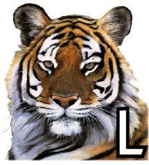 tigre-4320200-12.jpg