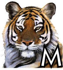 tigre-4320200-13.jpg