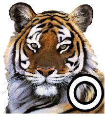 tigre-4320200-15.jpg
