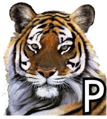 tigre-4320200-16.jpg