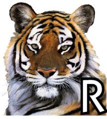 tigre-4320200-18.jpg