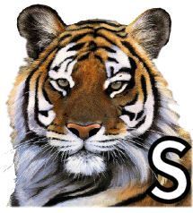 tigre-4320200-19.jpg