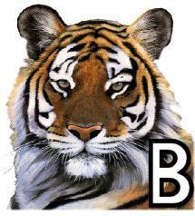 tigre-4320200-2.jpg