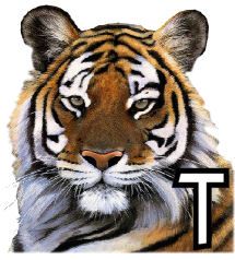 tigre-4320200-20.jpg