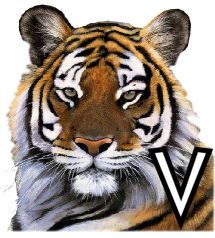 tigre-4320200-22.jpg