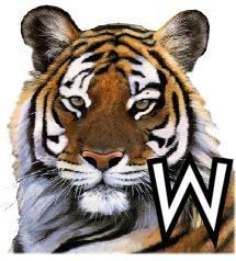 tigre-4320200-23.jpg