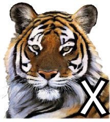 tigre-4320200-24.jpg