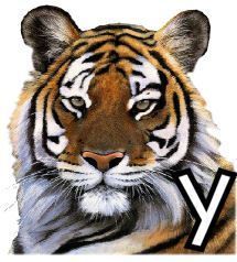 tigre-4320200-25.jpg