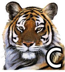 tigre-4320200-3.jpg