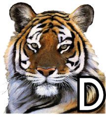 tigre-4320200-4.jpg