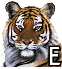 tigre-4320200-5.jpg