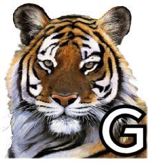 tigre-4320200-7.jpg