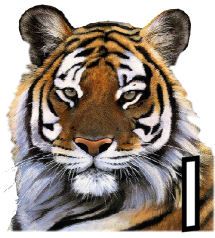 tigre-4320200-9.jpg