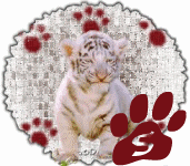 tigre-545458888-19.gif