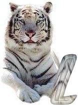 tigre-6120987-12.jpg