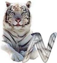 tigre-6120987-14.jpg