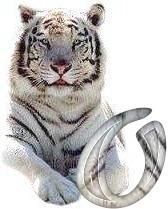 tigre-6120987-15.jpg