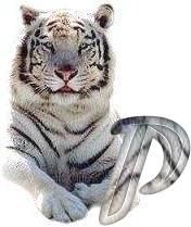 tigre-6120987-16.jpg