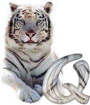 tigre-6120987-17.jpg