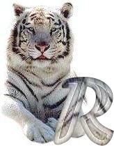 tigre-6120987-18.jpg
