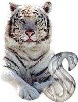 tigre-6120987-19.jpg