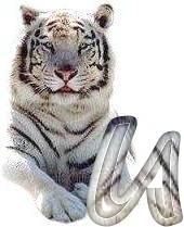 tigre-6120987-21.jpg